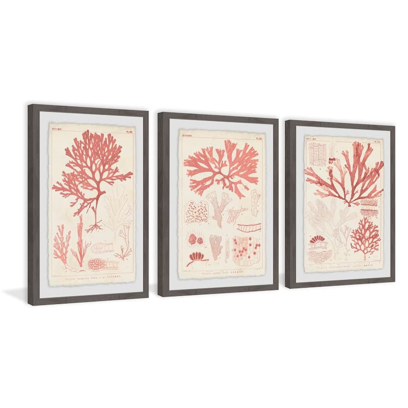 Marmont Hill - Handmade Antique Coral Seaweed II Triptych - Multi-Color