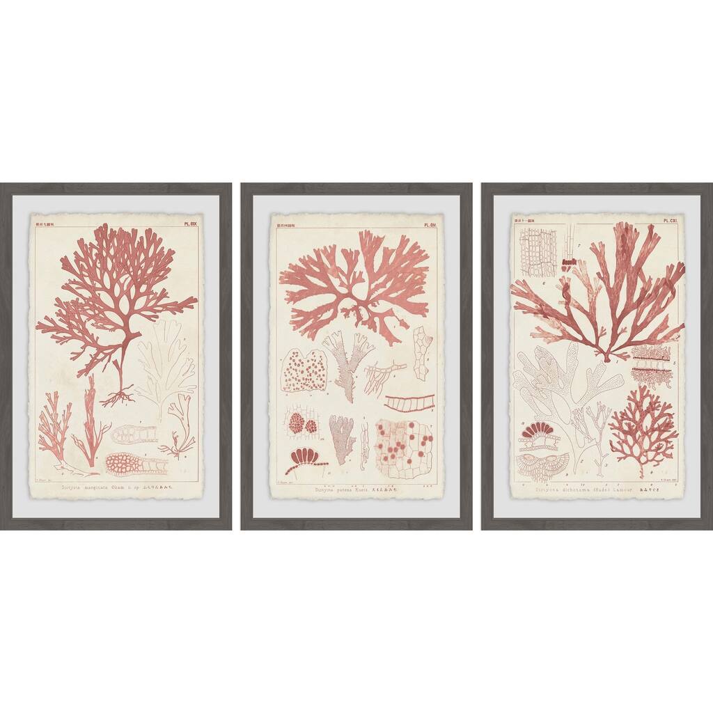 Marmont Hill - Handmade Antique Coral Seaweed II Triptych - Multi-Color