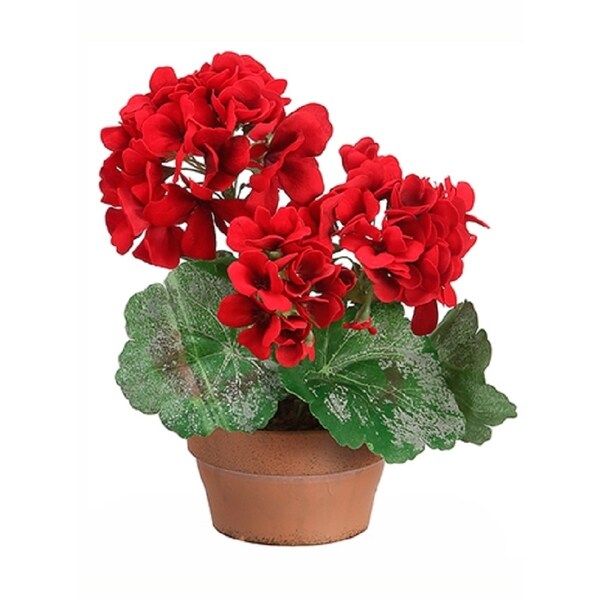 9" Geranium in Terra Cotta Pot - Brown