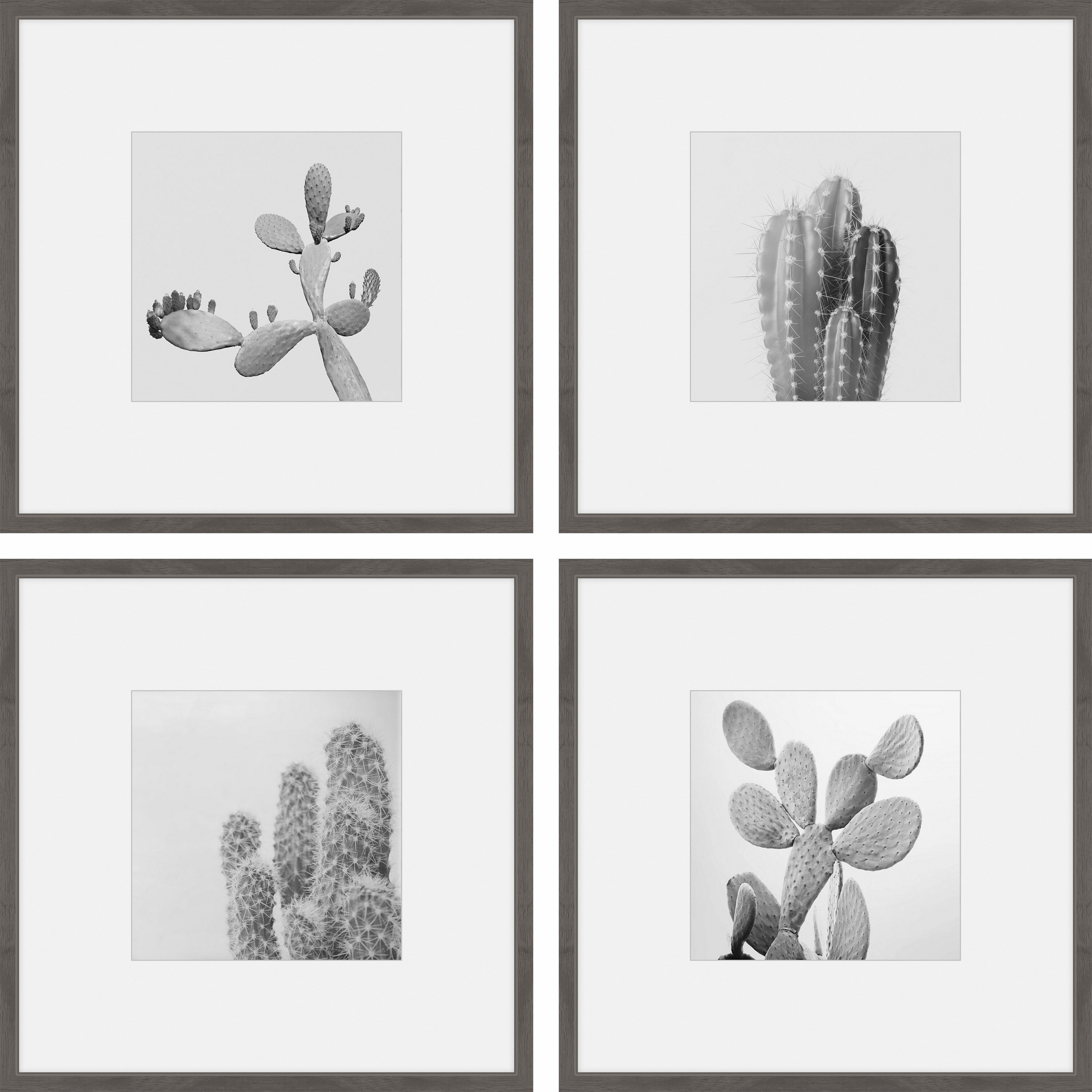 Shop Marmont Hill Handmade Cacti Types Quadriptych Multi Color Overstock 22680721