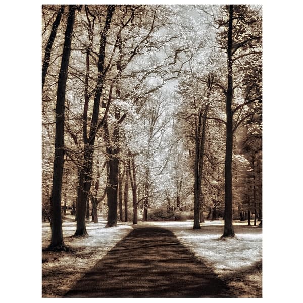 Wooded Winter – Collection Prints