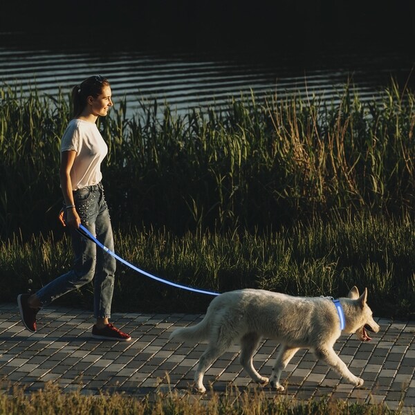 light up leash