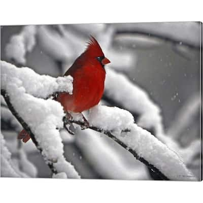 J.D. McFarlan 'Cardinal' Canvas Art