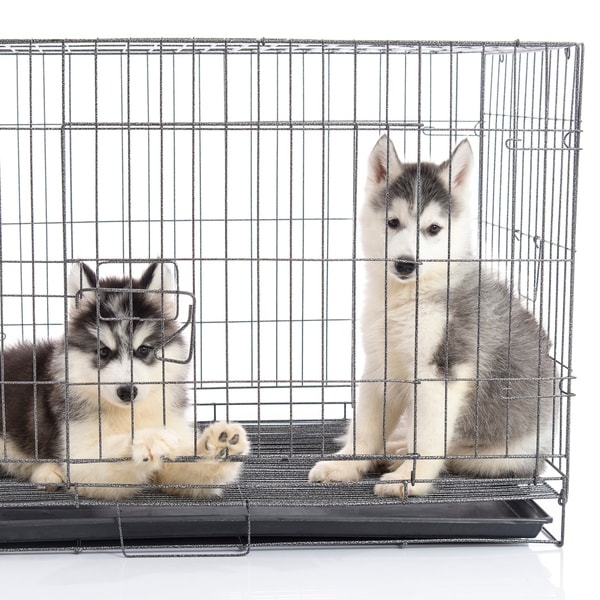 pet crate bed