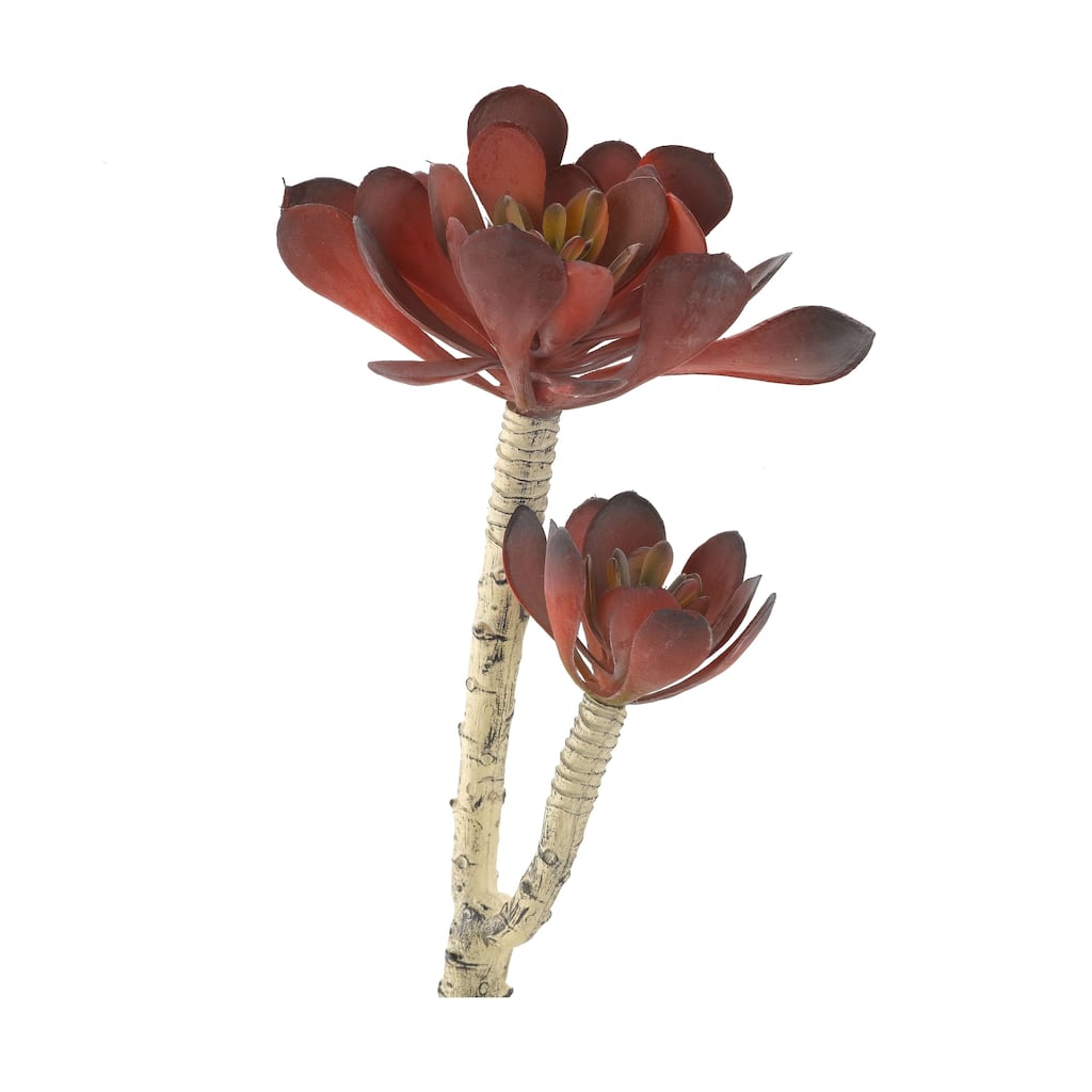 Frosty Red Pinwheel Echeveria - Frosty Red