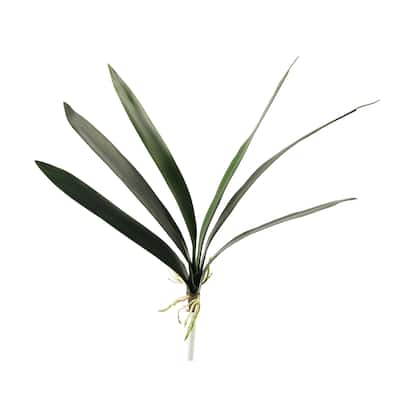 20-inch Cymbidium Folaige - Green