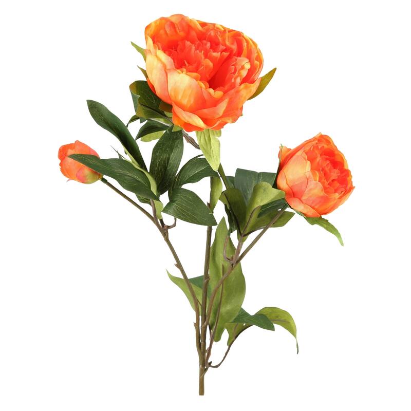 Orange Peony