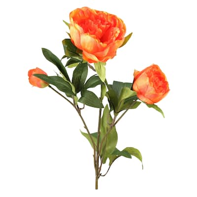 Orange Peony