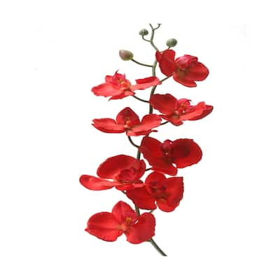 Deep Red Phael Orchid Stem