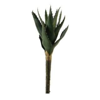 13.5-inch Small Aloe Plant - Bed Bath & Beyond - 23119120