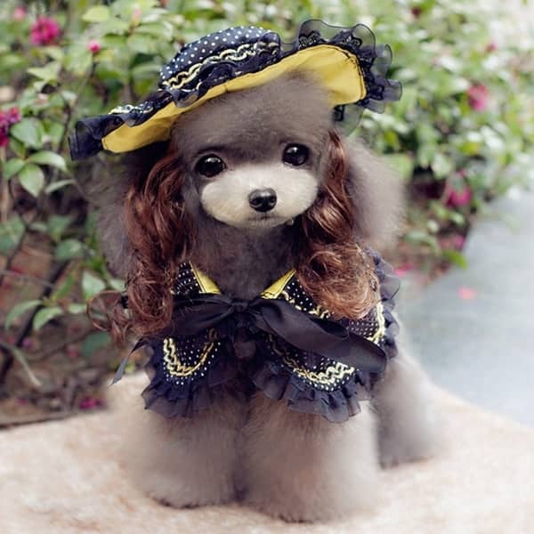 Funny, Cute and Spooky Small Dog Costumes