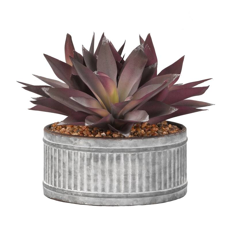 Purple Aloe Plants in Round Tin Planter