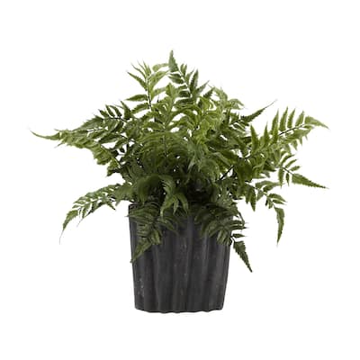 Leather Leaf Fern in Oval Ceramic - Small - Green