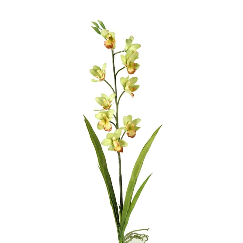 31-inch Green Cymbidium Orchid