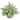 Silver Queen Artificial Plant in Green Vase