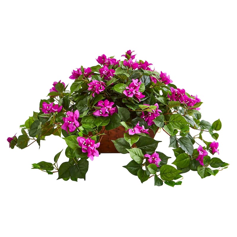 Bougainvillea in Metal Planter - N/A