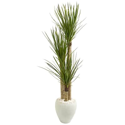 5.5' Yucca Artificial Tree in White Planter