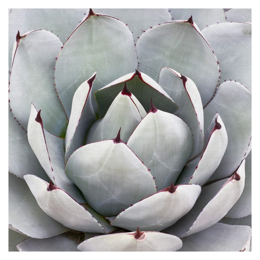 Masterpiece Art Gallery Desert Grey Cactus By Robin Constable Hanson Canvas Art Print