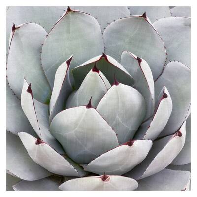 Masterpiece Art Gallery Desert Grey Cactus By Robin Constable Hanson Canvas Art Print