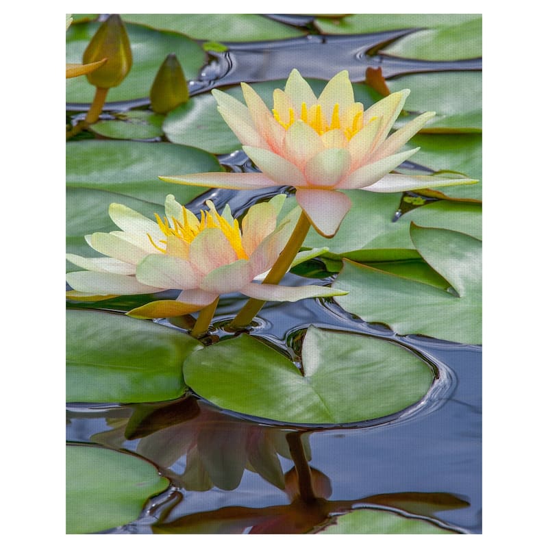 Fine Art canvas Perfect Couple Water Lillies by Robin Constable Hanson Canvas Art Print