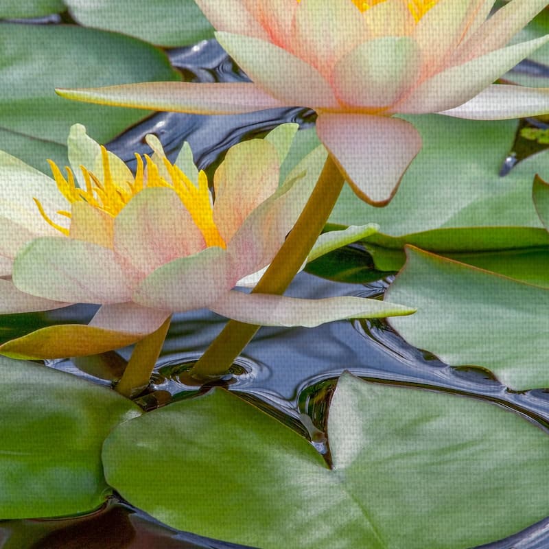 Fine Art canvas Perfect Couple Water Lillies by Robin Constable Hanson Canvas Art Print