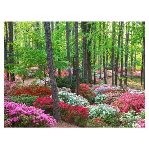 Fine Art canvas Forest Ground Cover by Robin Constable Hanson Canvas Photo Art Print