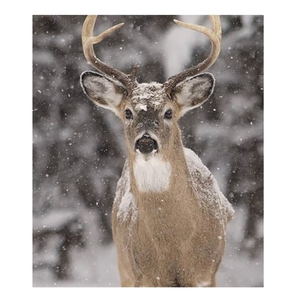 snow deer
