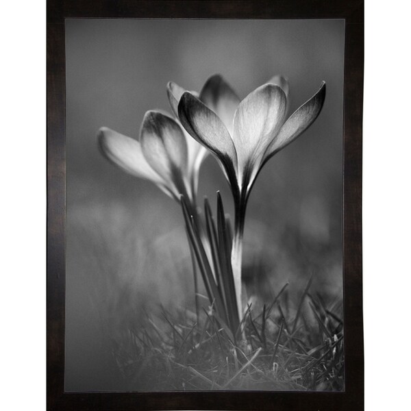 Crocus BW-ISTNAG128802 Print 21.25"x16" by István Nagy