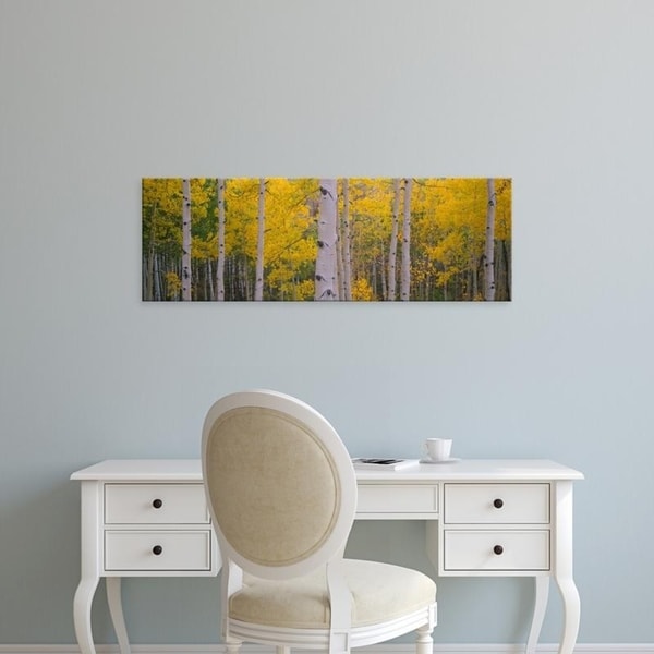 Easy Art Prints Panoramic Images's 'Aspen trees in a forest, Telluride, San Miguel County, Colorado, USA' Premium Canvas Art