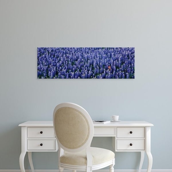 Easy Art Prints Panoramic Images's 'Bluebonnet flowers in a field, Hill county, Texas, USA' Premium Canvas Art