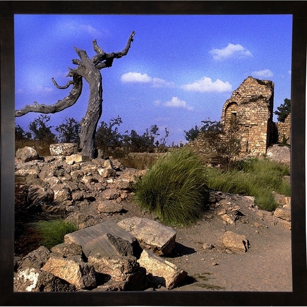 Biblical Tree Of Caeserea2-HARLAN54466 Print 6"x6" by Harold Silverman - Landscapes