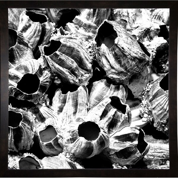 Sea Shells B& W-HARBEA68937 Print 18"x18" by Harold Silverman - Beach, Palms & Lighthouses