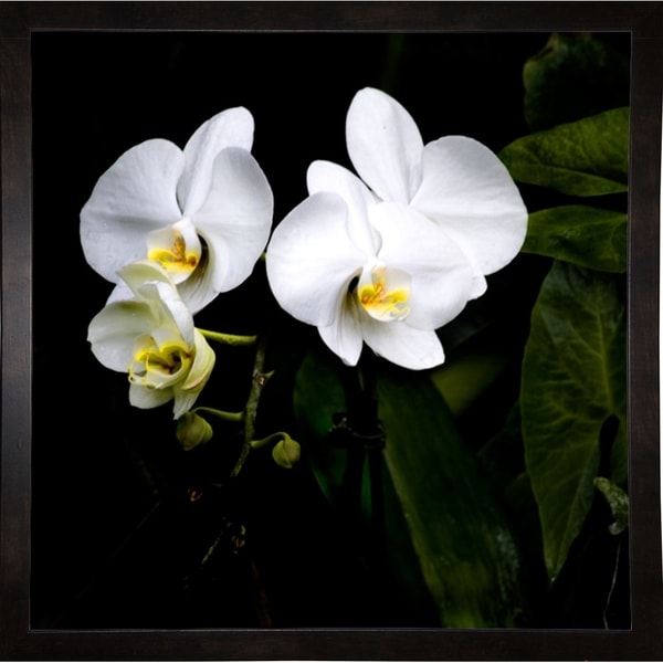Orchids And Leaves-HARFLO75410 Print 18"x18" by Harold Silverman - Flowers