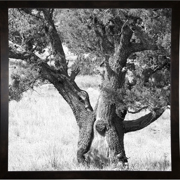 Unique Tree At Mountain Top B&W-HARTRE78275 Print 20"x20" by Harold Silverman - Trees & Old Fences