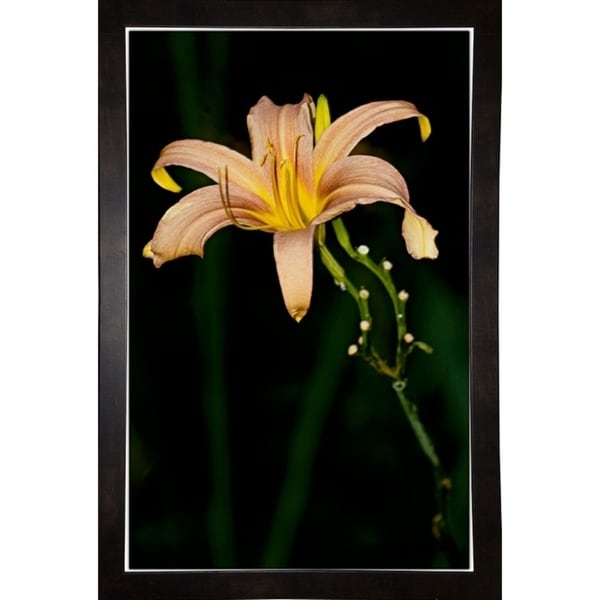 Morning Color-HARFLO59781 Print 25"x16" by Harold Silverman - Flowers