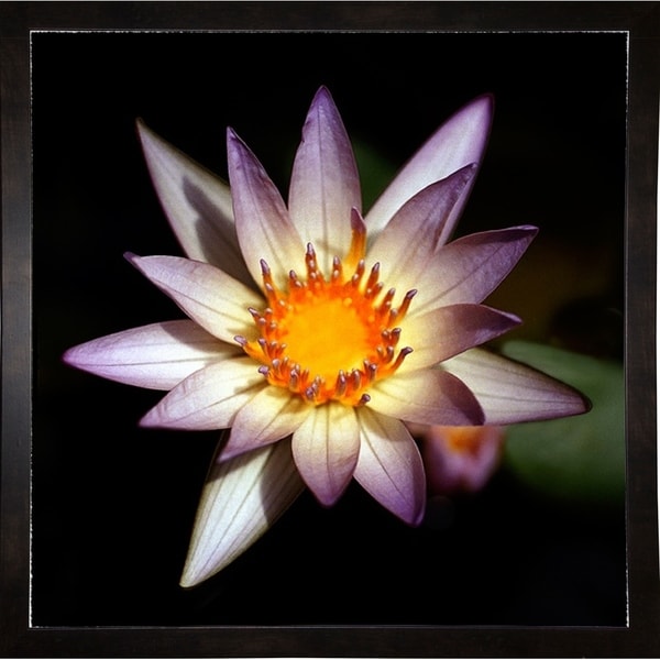 Lily Purple Edge-HARFLO50333 Print 11.5"x11.5" by Harold Silverman - Flowers