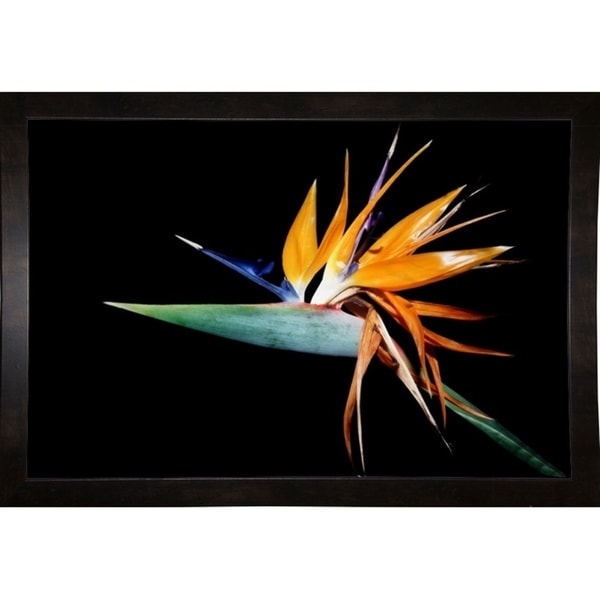 Bird Of Paradise1-HARFLO53557 Print 10"x15" by Harold Silverman - Flowers