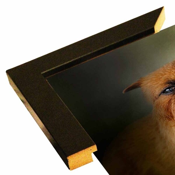 The Brussels Griffon-JAIJOH141285 Print 20"x20" by Jai Johnson