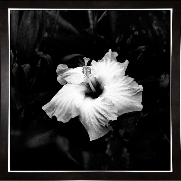 B&W Hibiscus-HARFLO75411 Print 18"x18" by Harold Silverman - Flowers