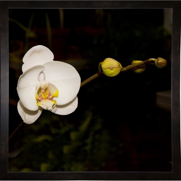 Warm White Orchid-HARFLO69384 Print 18"x18" by Harold Silverman - Flowers