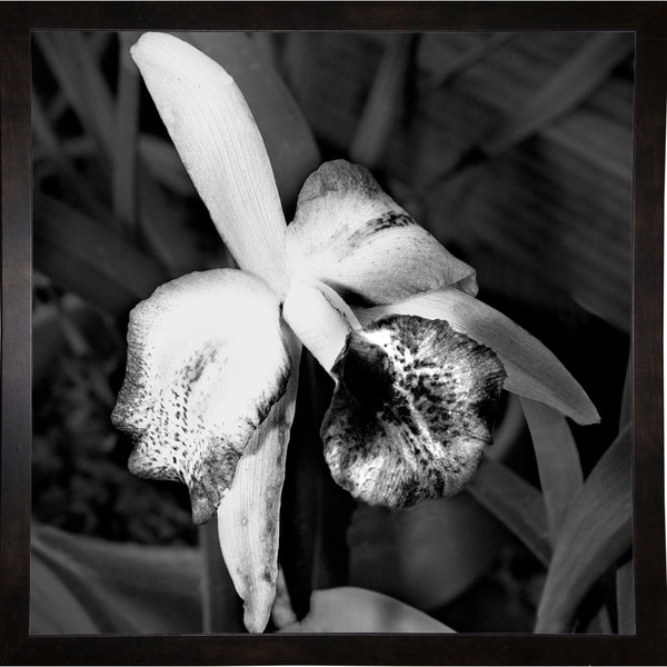 B & W Orchid Gray Overtone-HARFLO89194 Print 18"x18" by Harold Silverman - Flowers