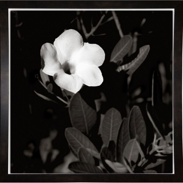 Single Flower 2-HARFLO59774 Print 8"x8" by Harold Silverman - Flowers