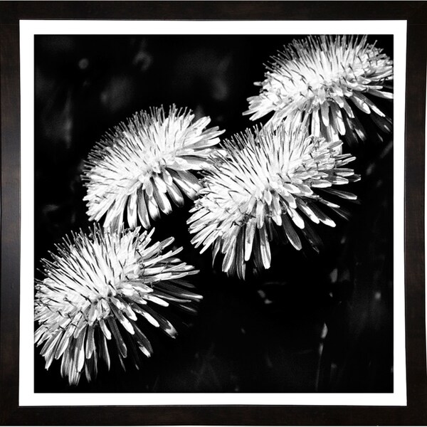 4 Beauty In Blk_Wht-HARFLO81876 Print 18"x18" by Harold Silverman - Flowers