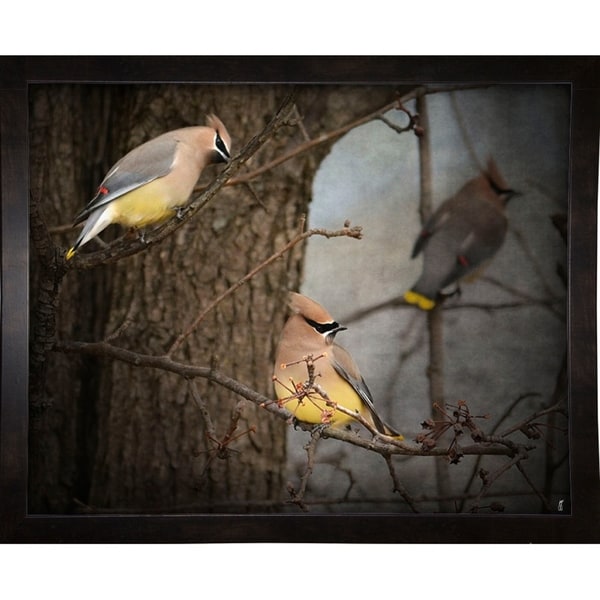 Winter Visitors Cedar Waxwings-JAIJOH139959 Print 10.75"x13.25" by Jai Johnson