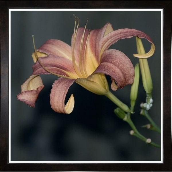 Fine Art Lily-HARFLO90000 Print 18"x18" by Harold Silverman - Flowers