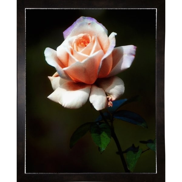 Rose Delight #2-HARFLO50353 Print 14"x11.25" by Harold Silverman - Flowers