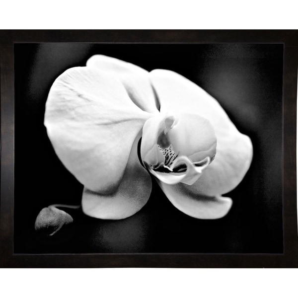 White Orchid-HARFLO59565 Print 11"x14" by Harold Silverman - Flowers