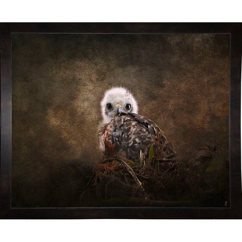 Nestling Baby Red Shouldered Hawk-JAIJOH139826 Print 10.75"x13.25" by Jai Johnson