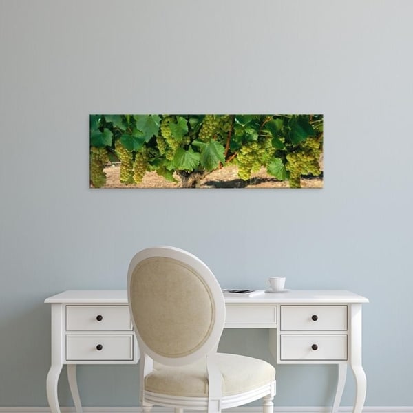 Easy Art Prints Panoramic Images's 'Chardonnay Grapes On The Vine, Napa California, USA' Premium Canvas Art