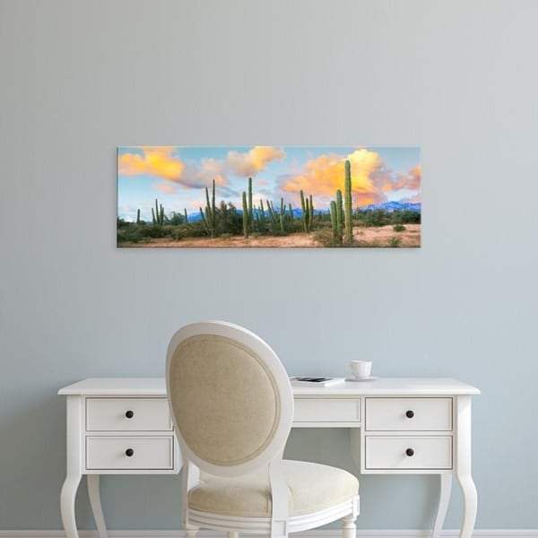 Easy Art Prints Panoramic Images's 'Cardon cactus plants in a forest, Loreto, Baja California Sur, Mexico' Premium Canvas Art